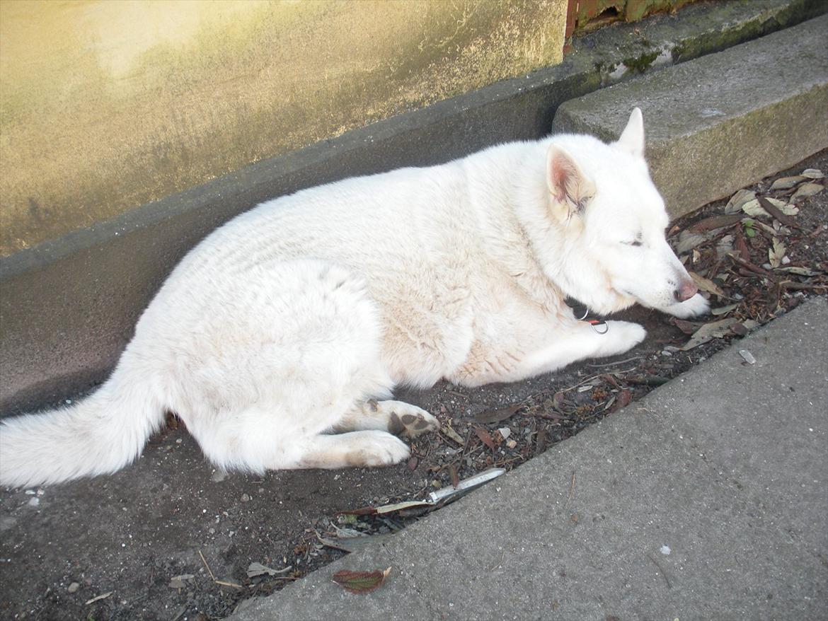 Blanding af racer Buster billede 7