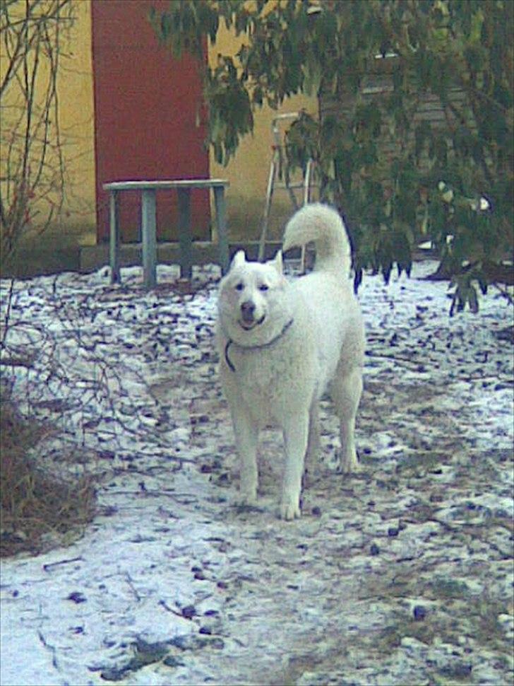 Blanding af racer Buster billede 8