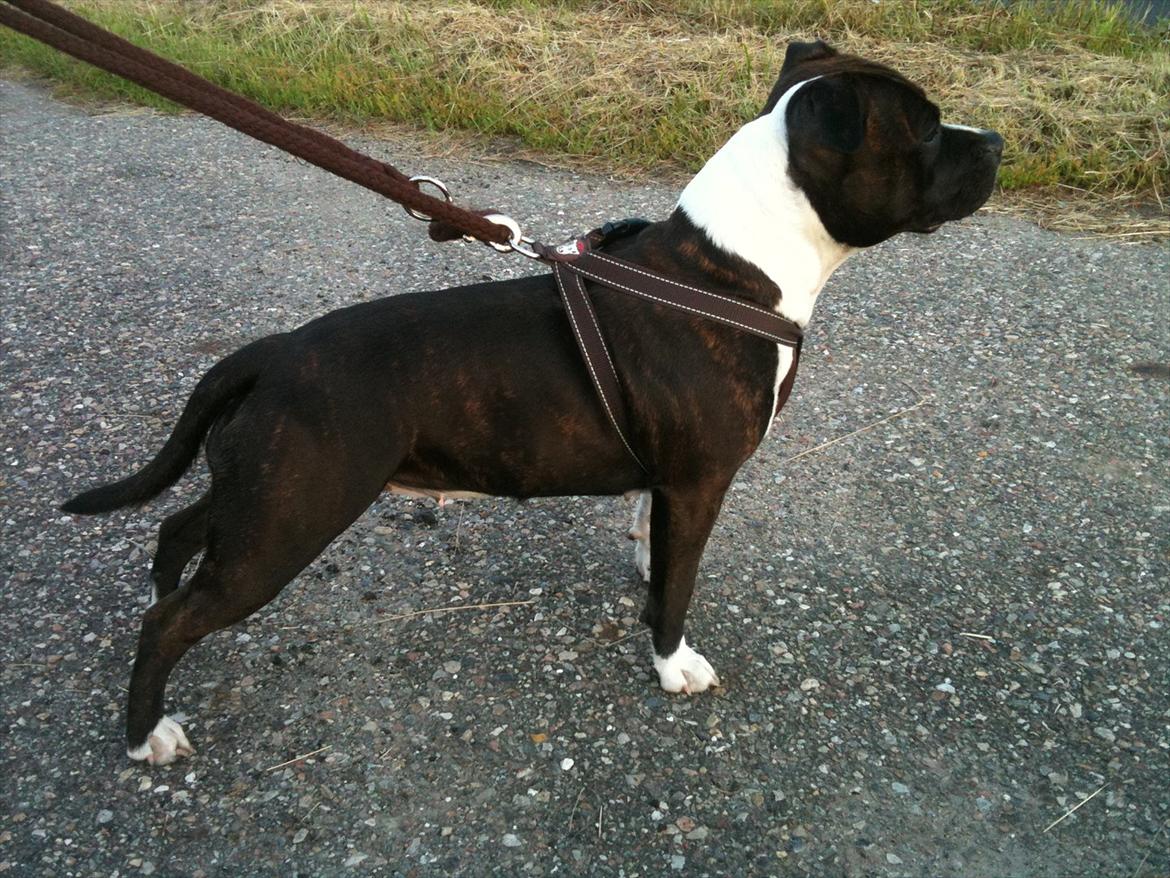 Staffordshire bull terrier Staff Royals Good Chanel billede 3