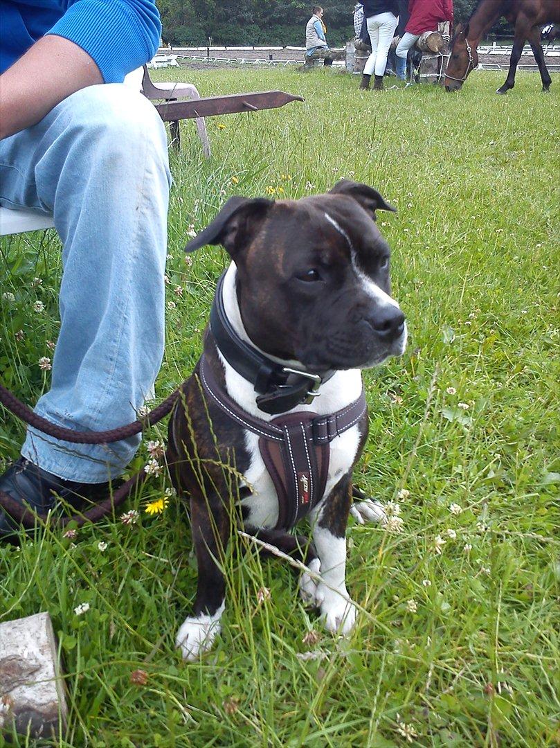 Staffordshire bull terrier Staff Royals Good Chanel billede 4