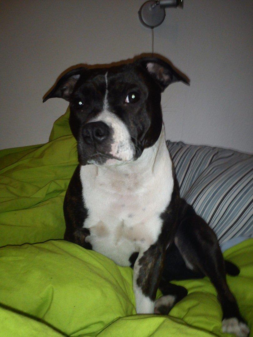 Staffordshire bull terrier Staff Royals Good Chanel billede 5