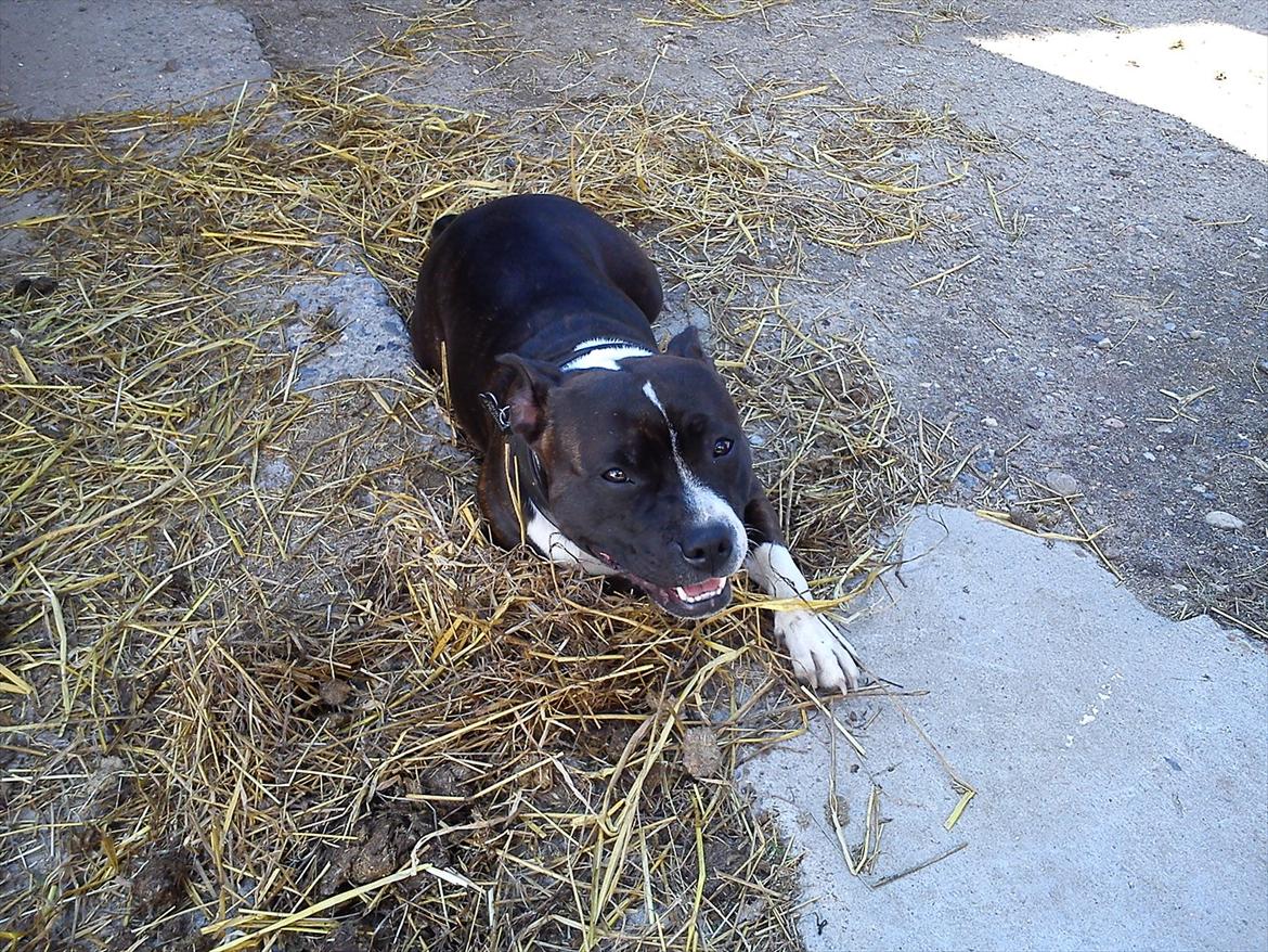 Staffordshire bull terrier Staff Royals Good Chanel billede 6