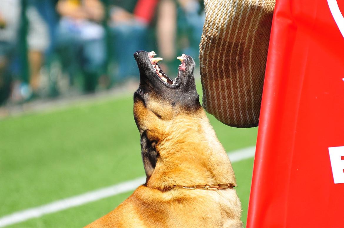 Malinois IPO3 Vandalen´s Iroc - over regnbuen  - Bevogtning i skærmen - her fra VM  billede 2