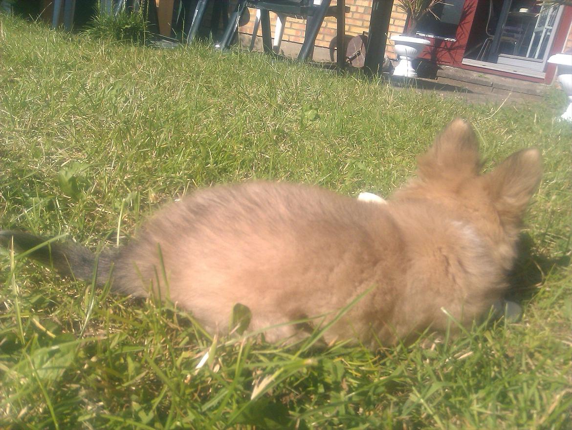 Chihuahua Chi Chi - en lille ræv er hun billede 16