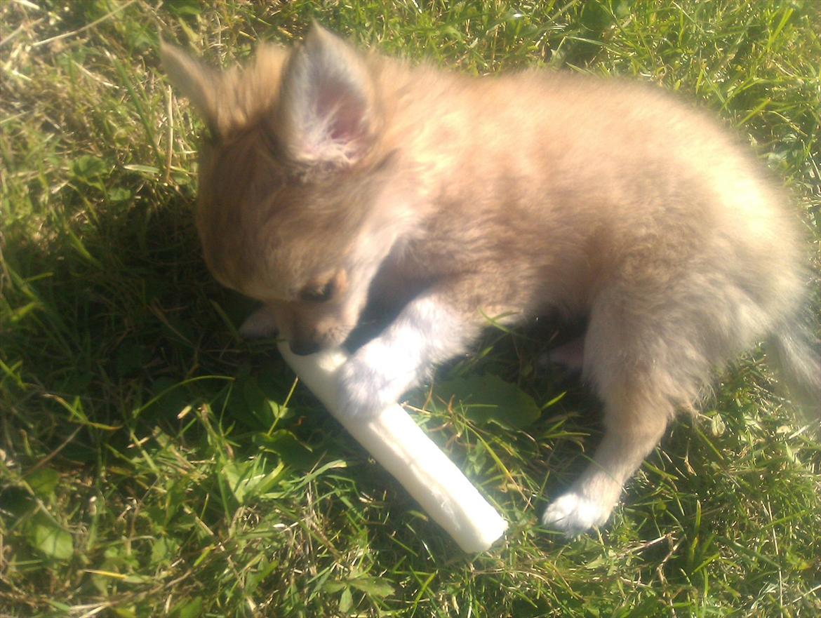 Chihuahua Chi Chi billede 17