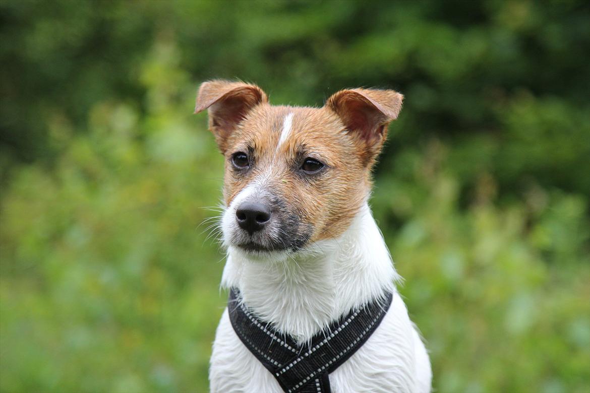 Jack russell terrier Carlos billede 1