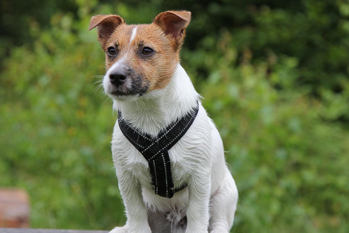 Jack russell terrier Carlos billede 2