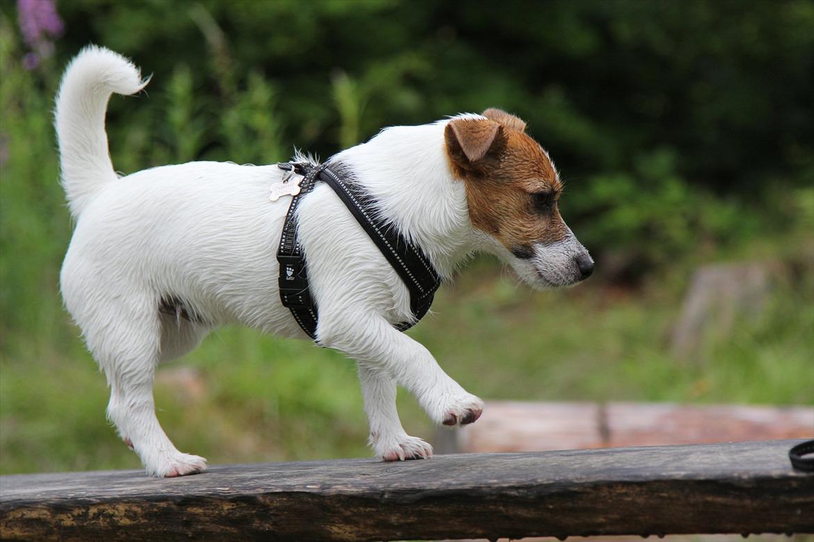 Jack russell terrier Carlos billede 3