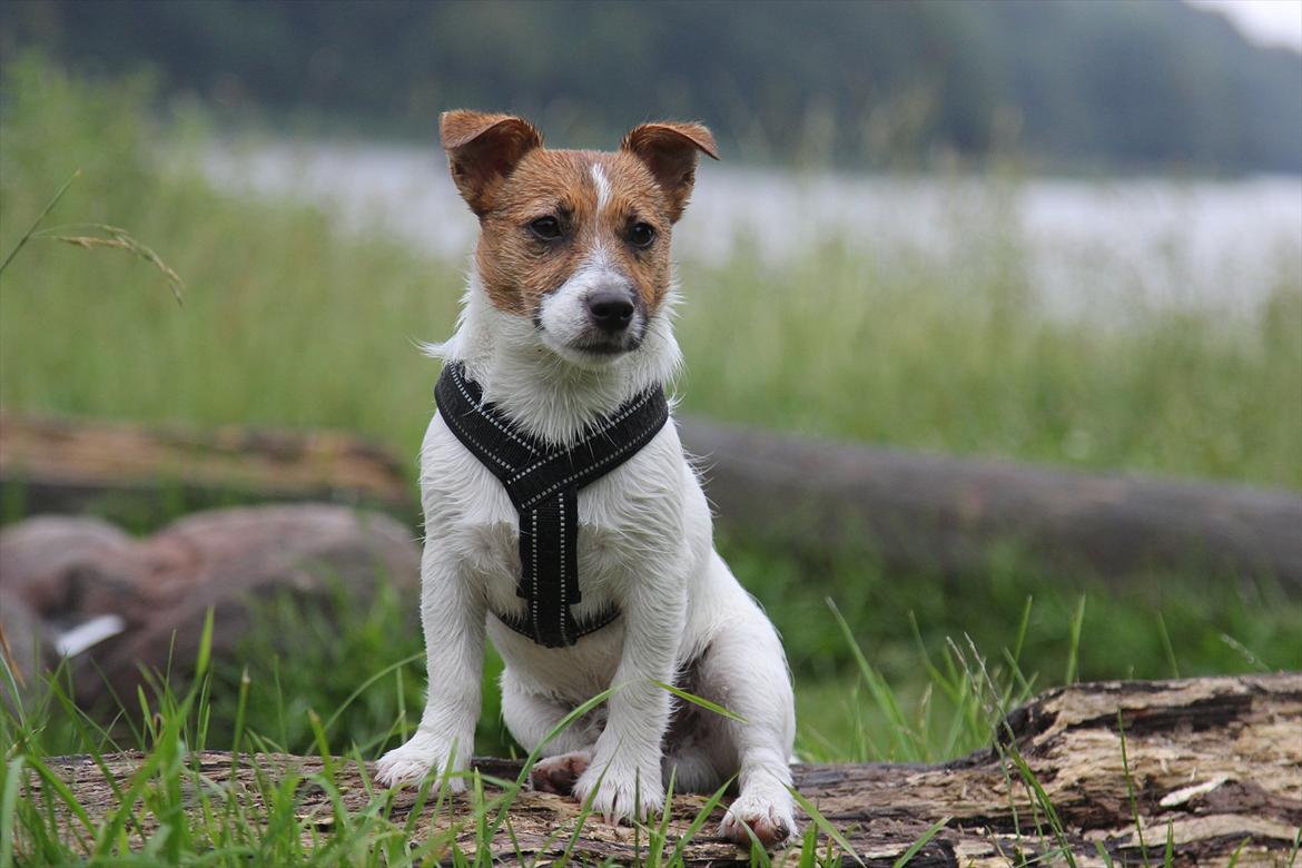 Jack russell terrier Carlos billede 4