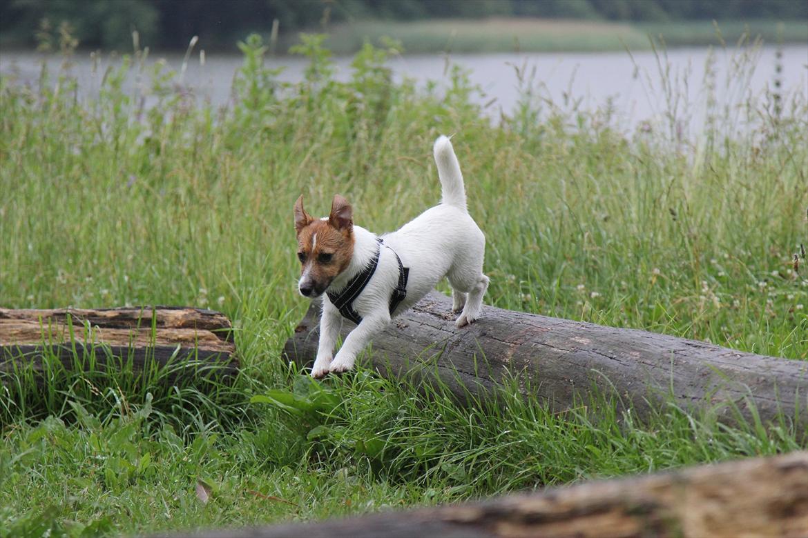 Jack russell terrier Carlos billede 5