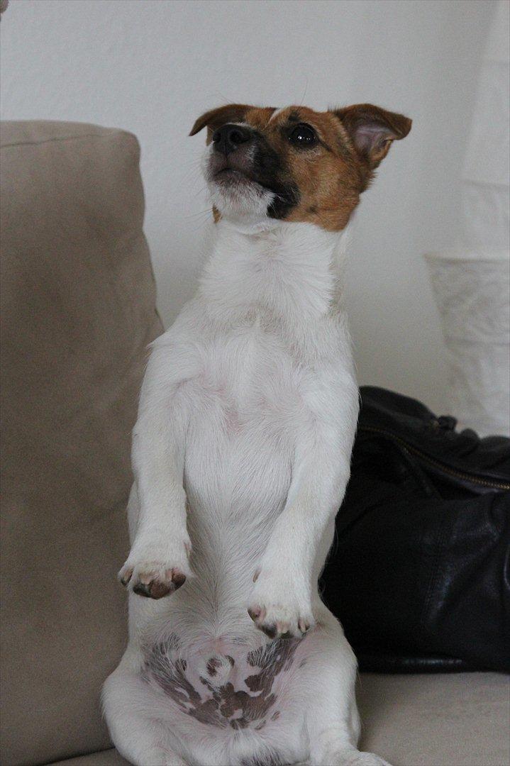 Jack russell terrier Carlos billede 6