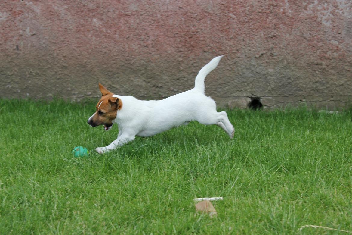 Jack russell terrier Carlos billede 7