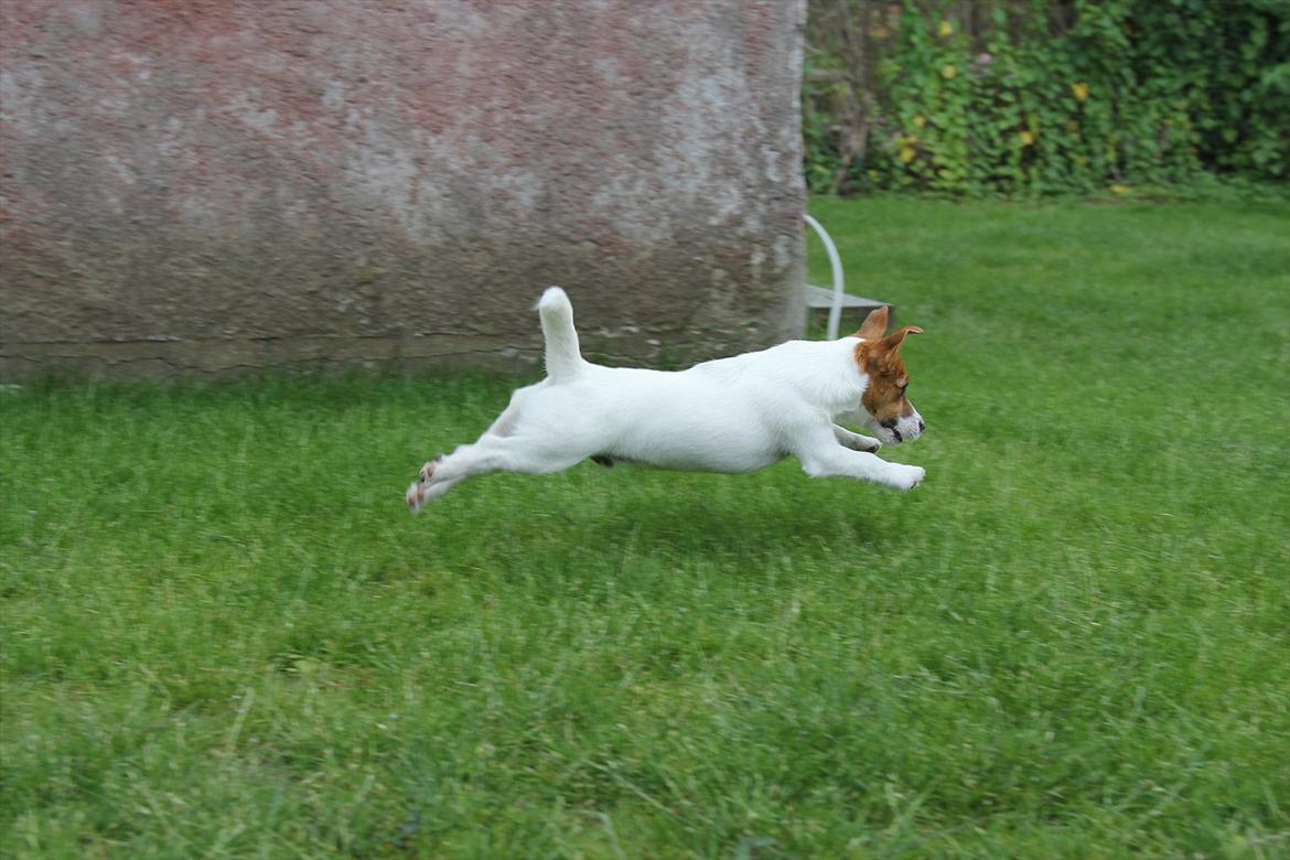 Jack russell terrier Carlos billede 8