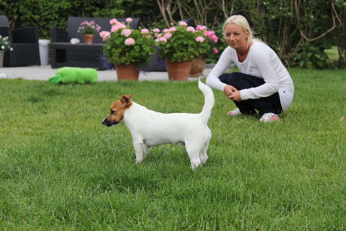 Jack russell terrier Carlos billede 9