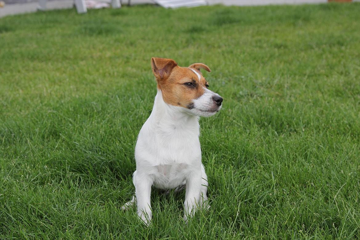Jack russell terrier Carlos billede 10