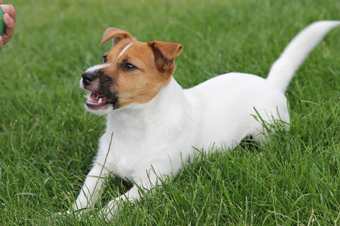 Jack russell terrier Carlos billede 11