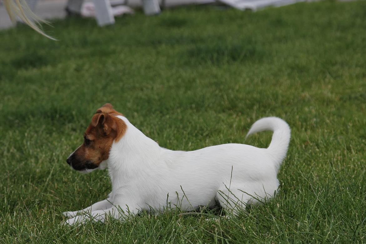 Jack russell terrier Carlos billede 12