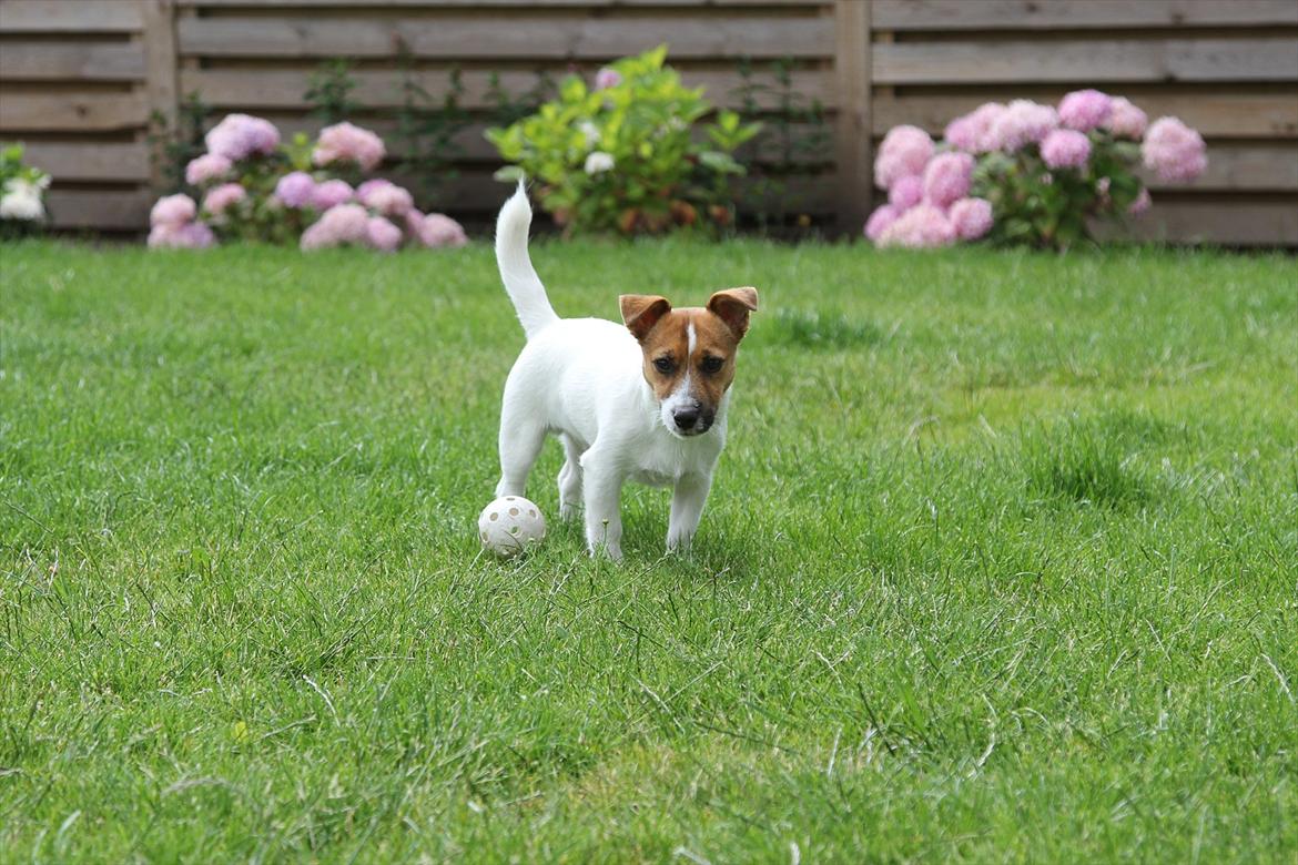 Jack russell terrier Carlos billede 13