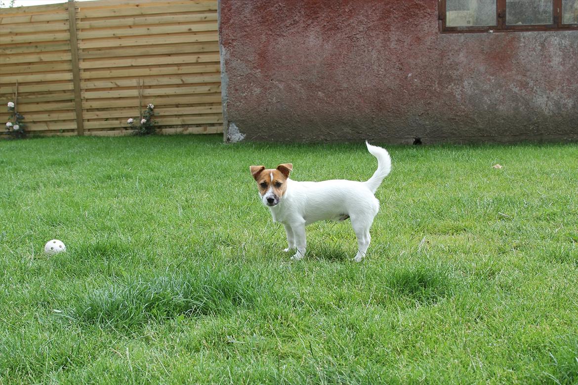 Jack russell terrier Carlos billede 14