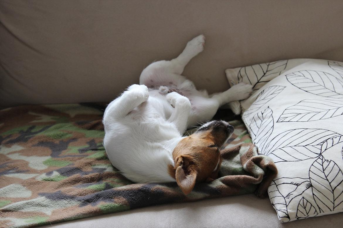 Jack russell terrier Carlos billede 15