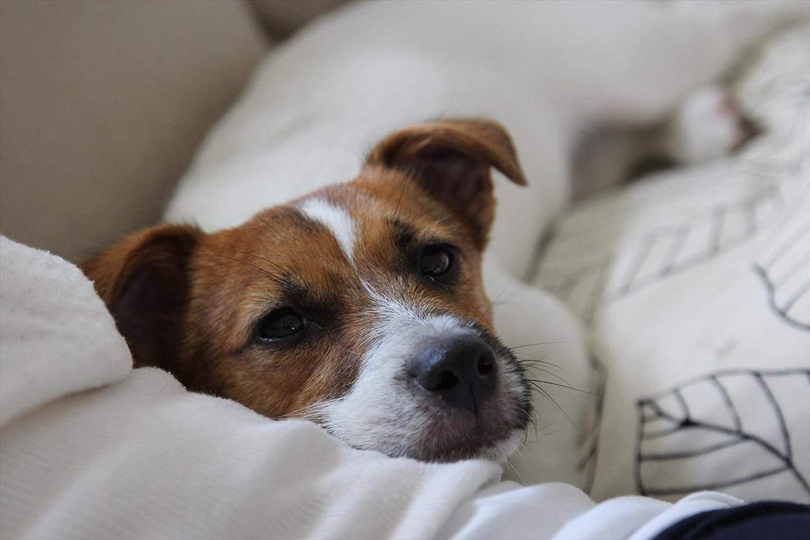 Jack russell terrier Carlos billede 16