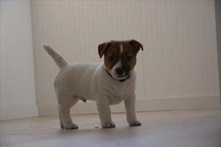 Jack russell terrier Carlos billede 17
