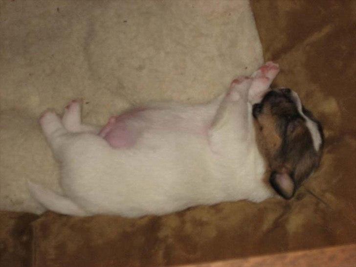 Jack russell terrier Carlos billede 19