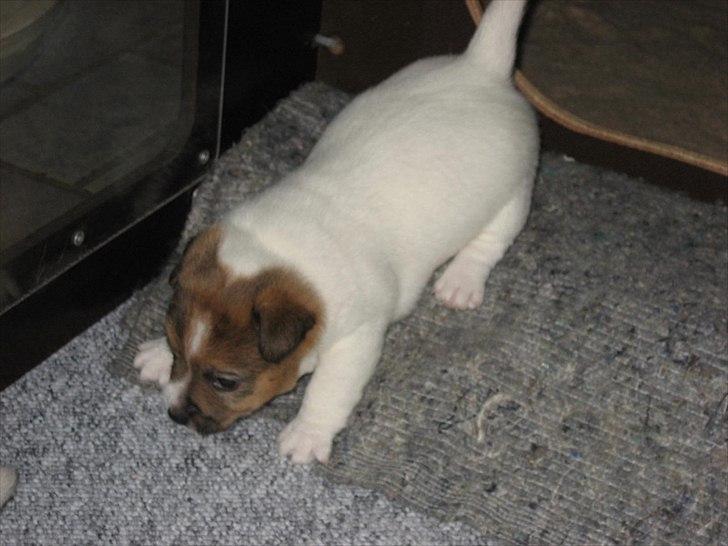 Jack russell terrier Carlos billede 20