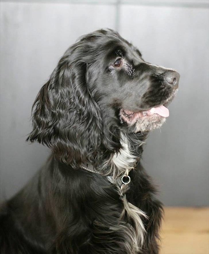 Cocker spaniel Enzo-himmelhund :`( billede 2