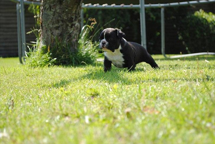 Fransk bulldog Bad Boy Hank billede 1