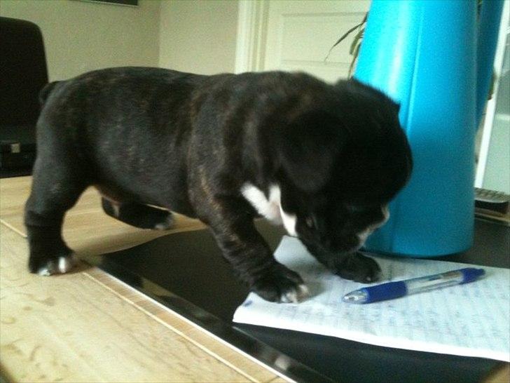 Fransk bulldog Bad Boy Hank billede 2