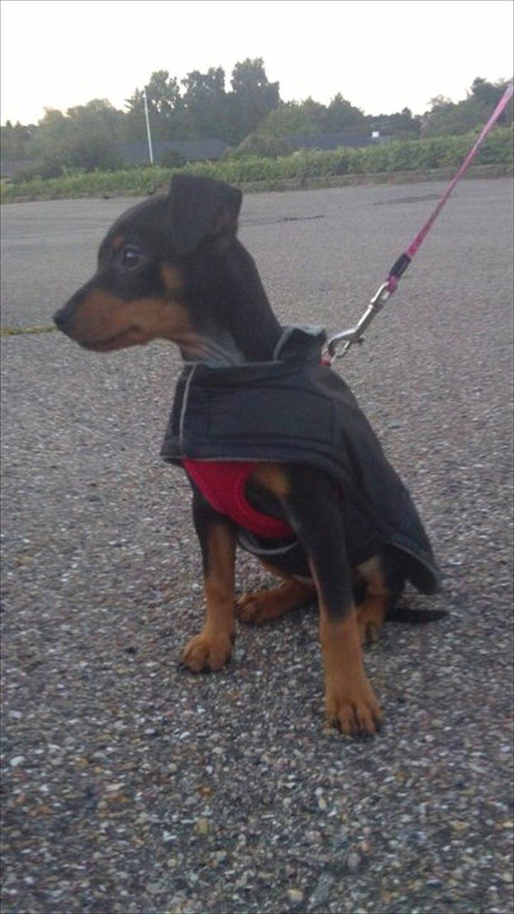 Dvaergpinscher Nellie <3 (Nellie Skovlund Asmussen) :)<3 billede 8