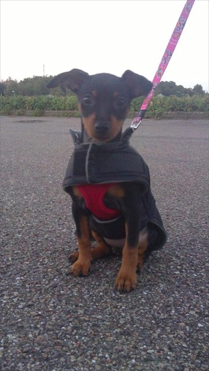 Dvaergpinscher Nellie <3 (Nellie Skovlund Asmussen) :)<3 - Jeg er da liiidt sødt? ikke :) billede 7