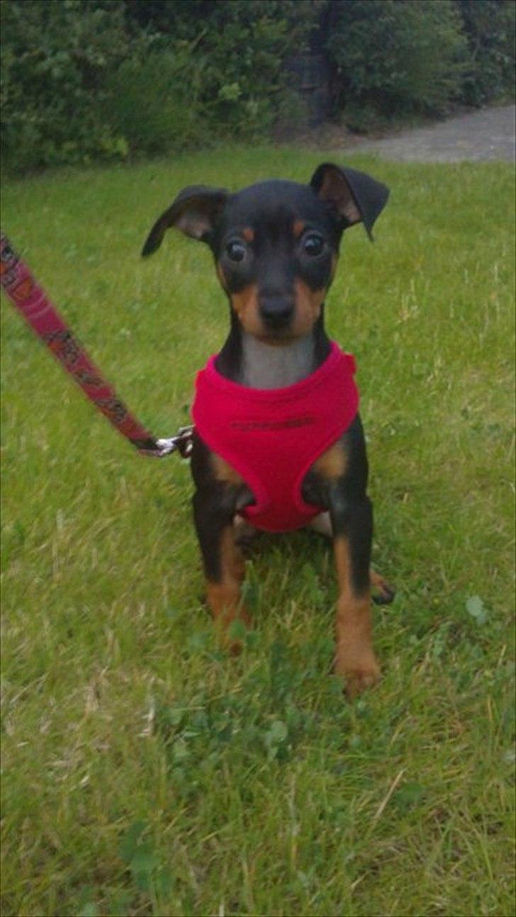 Dvaergpinscher Nellie <3 (Nellie Skovlund Asmussen) :)<3 - Hejsa, og velkommen.
Jeg hedder Nellie :) billede 5