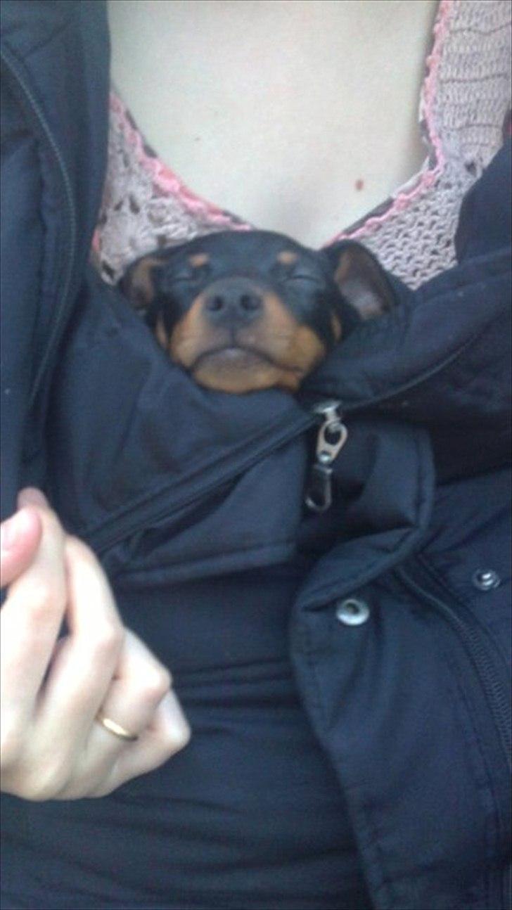 Dvaergpinscher Nellie <3 (Nellie Skovlund Asmussen) :)<3 - aaah, det er rart at være sovedyr under mors jakke :) billede 11