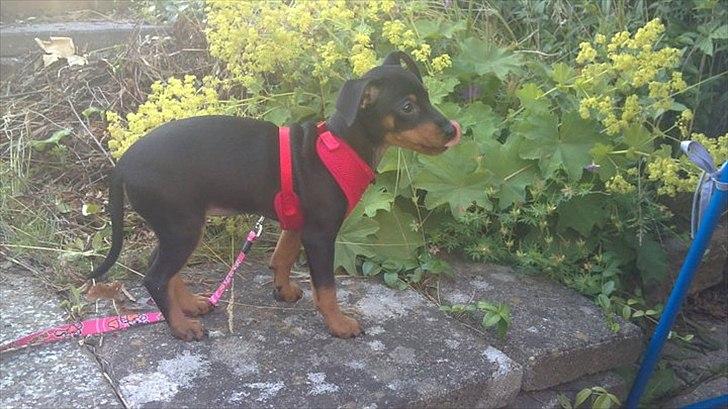 Dvaergpinscher Nellie <3 (Nellie Skovlund Asmussen) :)<3 - Baah, jeg rækker lige tunge :) billede 9