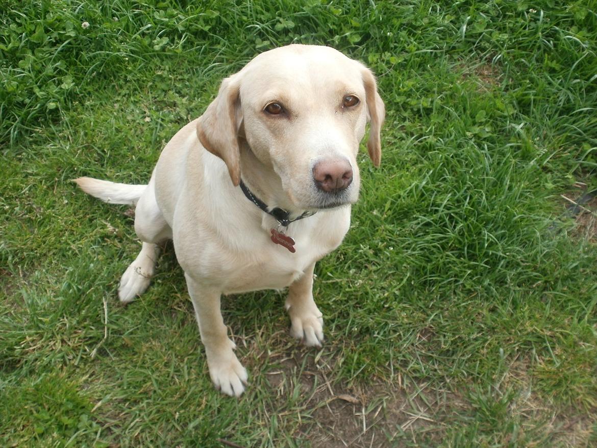 Labrador retriever Nanna billede 1