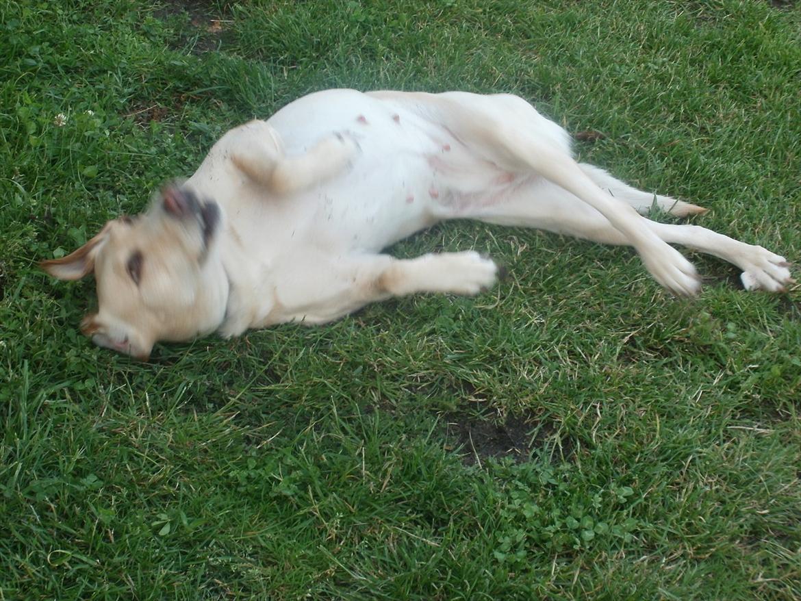 Labrador retriever Nanna billede 2