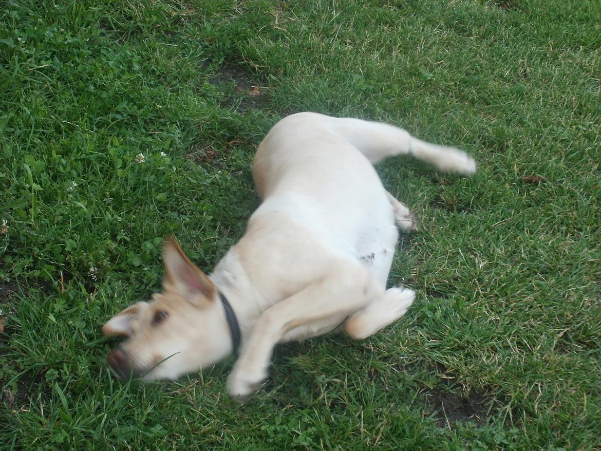 Labrador retriever Nanna billede 3