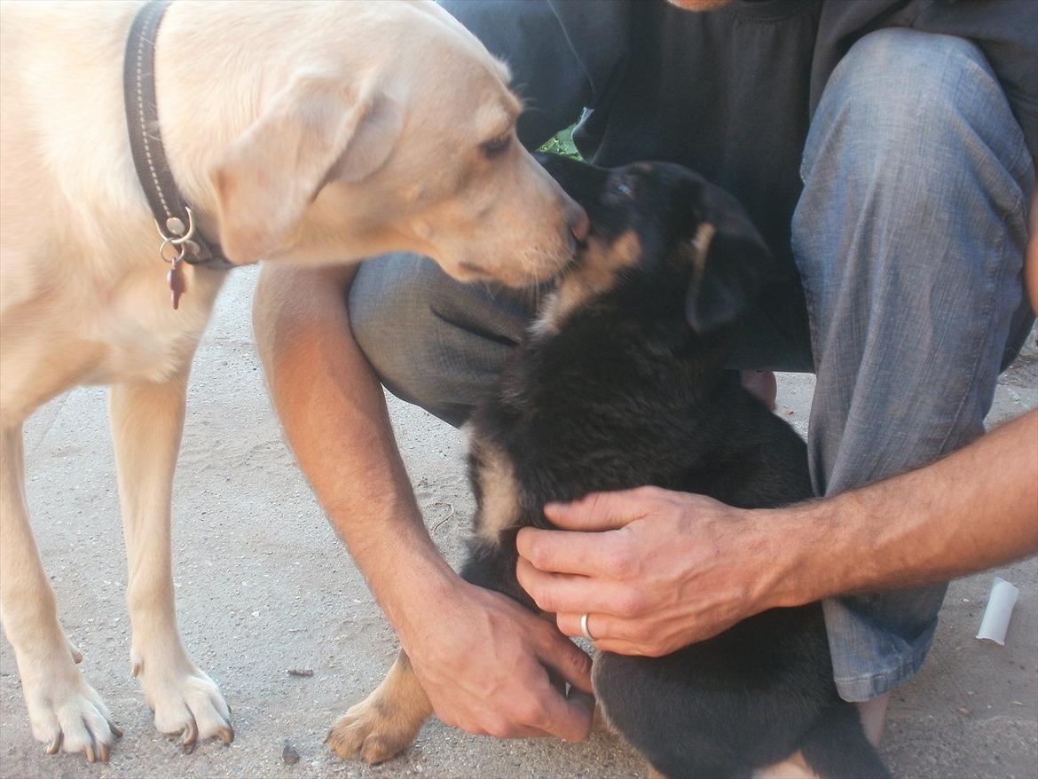 Labrador retriever Nanna billede 4