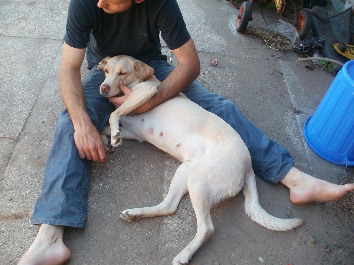 Labrador retriever Nanna billede 5