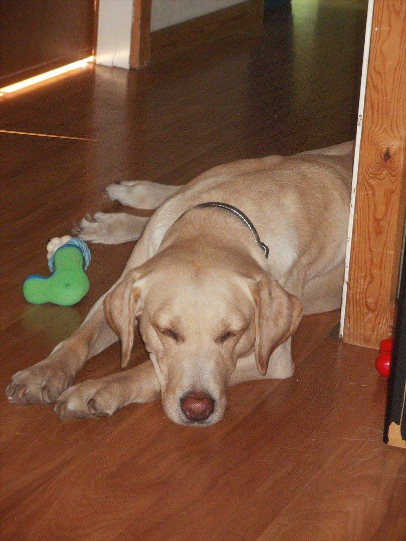 Labrador retriever Nanna billede 6