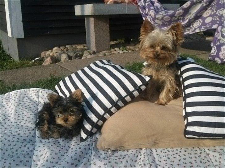 Yorkshire terrier Maximus billede 1