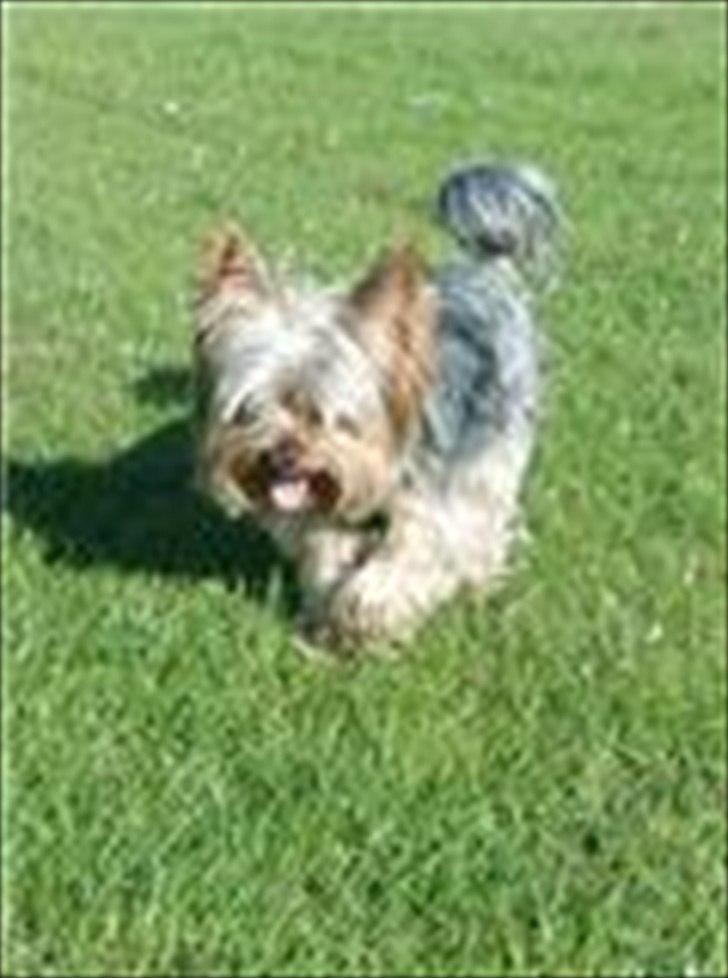 Yorkshire terrier Maximus billede 2