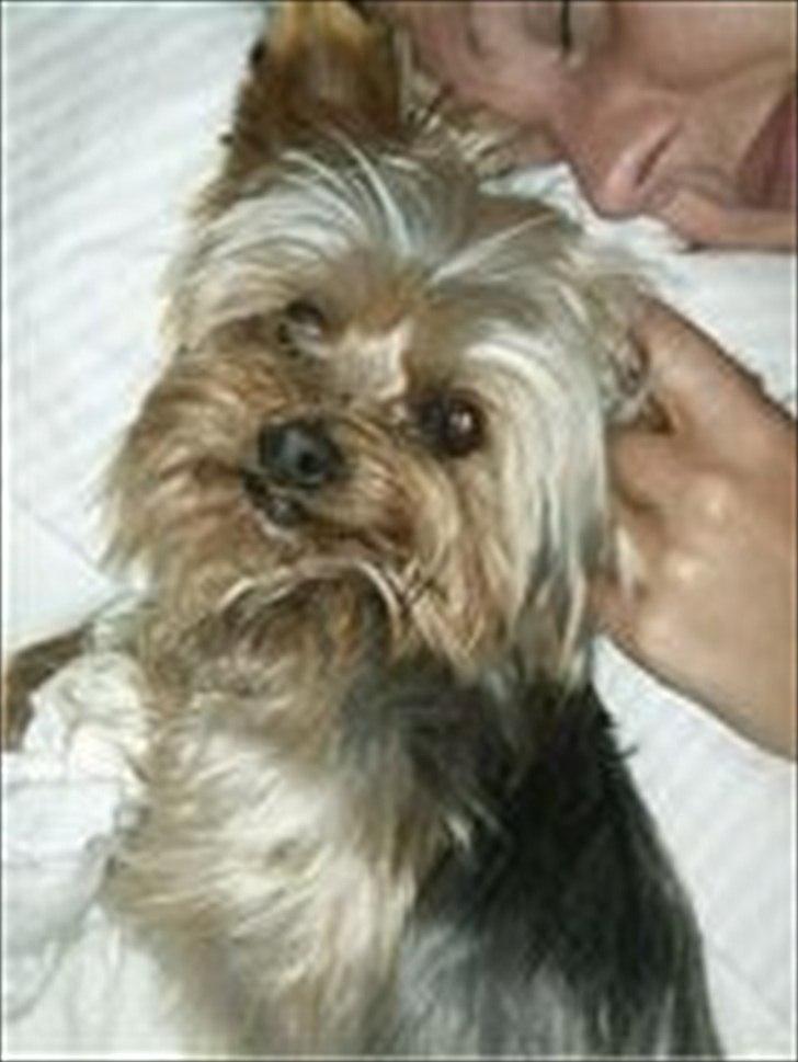 Yorkshire terrier Maximus billede 3