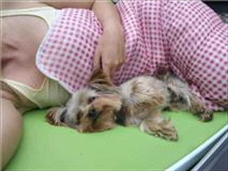 Yorkshire terrier Maximus billede 4