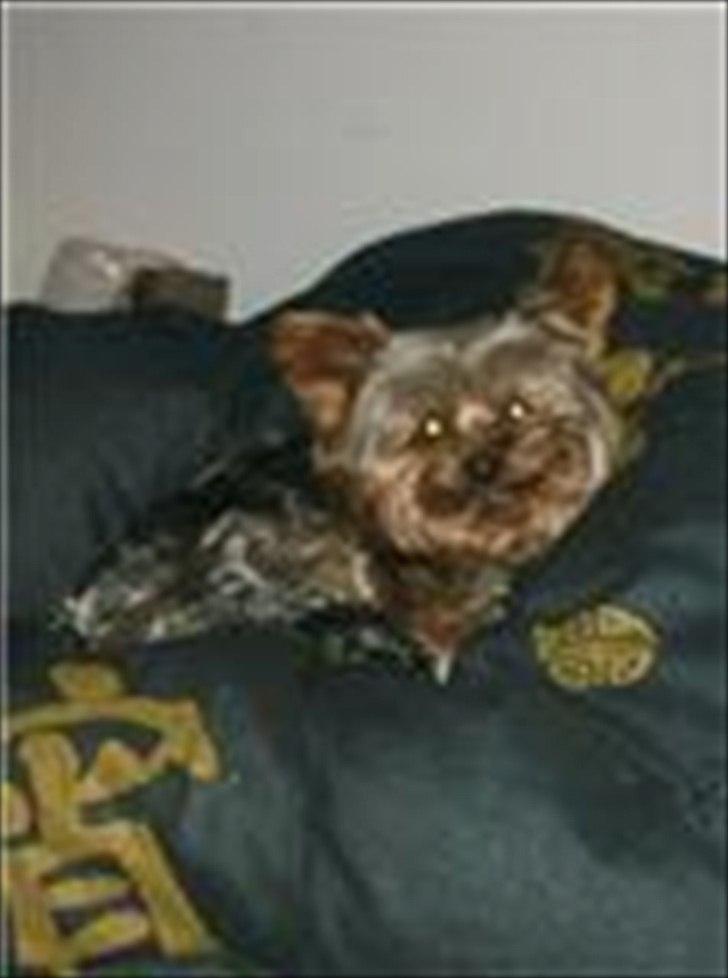 Yorkshire terrier Maximus billede 5