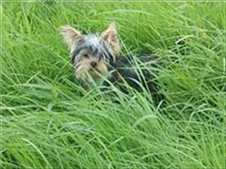 Yorkshire terrier Wilma billede 1