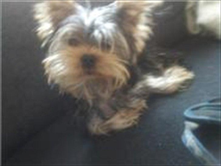 Yorkshire terrier Wilma billede 2