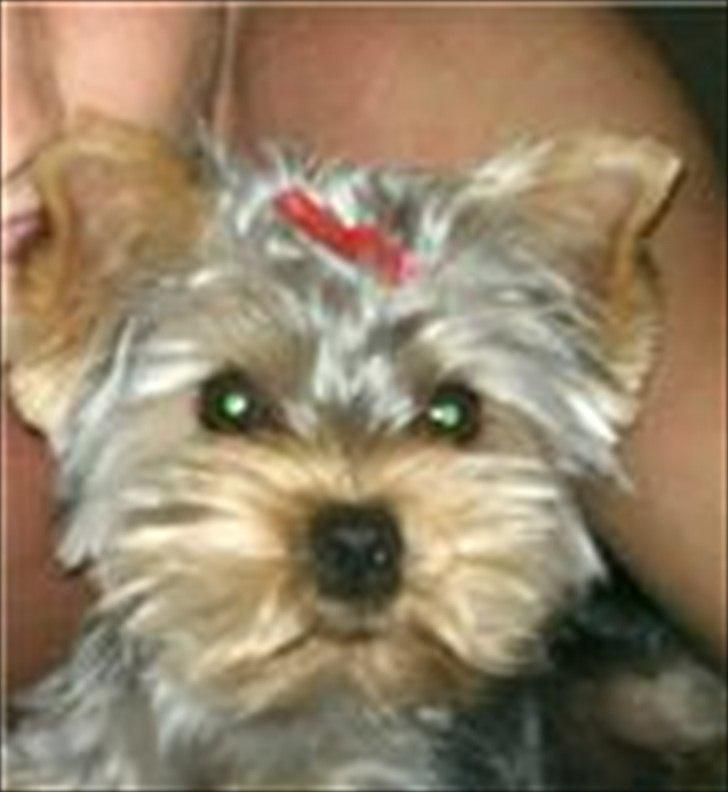 Yorkshire terrier Wilma billede 3